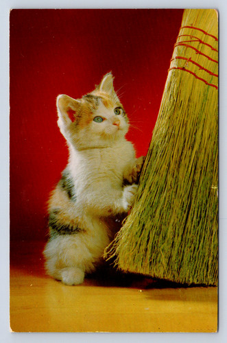 Vintage postcard kitten cat - vintage,